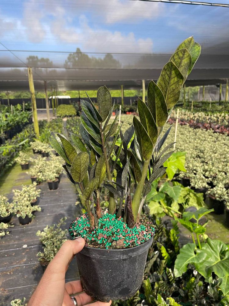 zamioculcas-zamiifolia-raven-zz-plant-black-zanzibar-gem