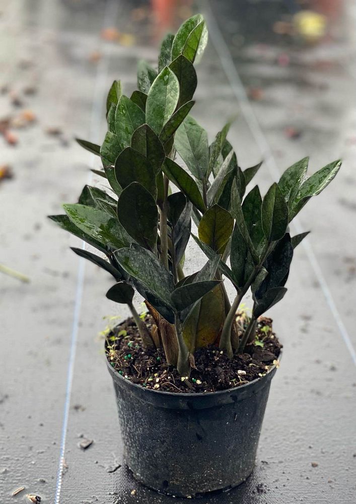 zamioculcas-zamiifolia-raven-zz-plant-black-zanzibar-gem