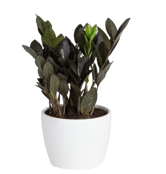 zamioculcas-zamiifolia-raven-zz-plant-black-zanzibar-gem