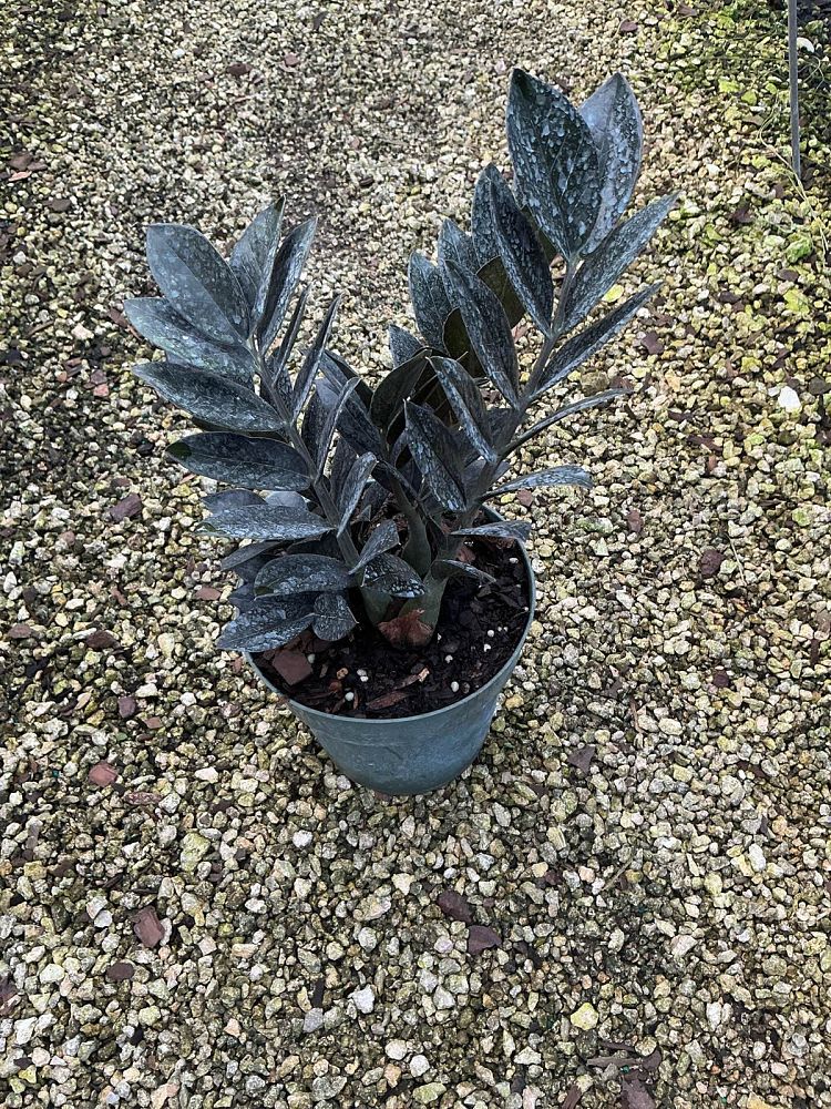 zamioculcas-zamiifolia-raven-zz-plant-black-zanzibar-gem