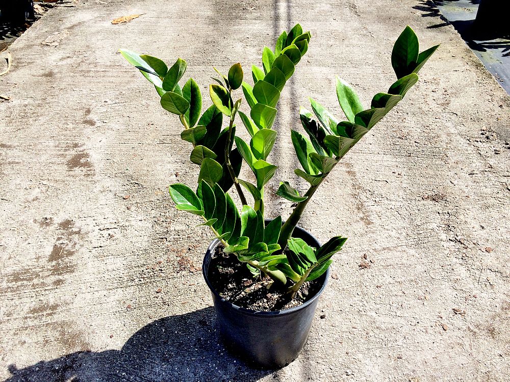 zamioculcas-zamiifolia-zz-plant-zanzibar-gem
