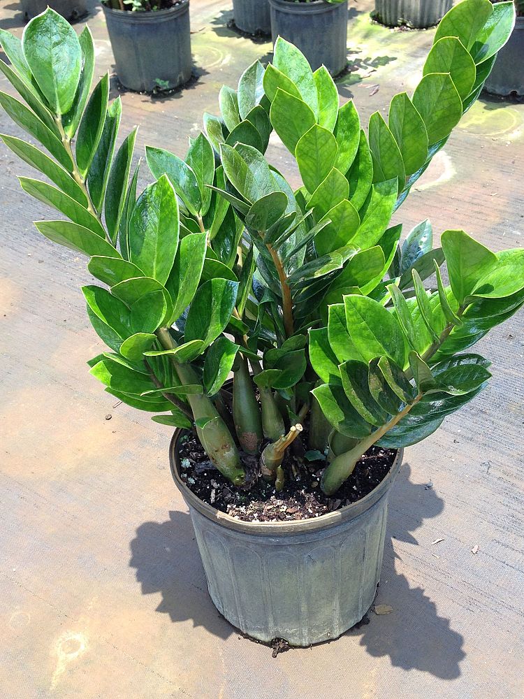 zamioculcas-zamiifolia-zz-plant-zanzibar-gem