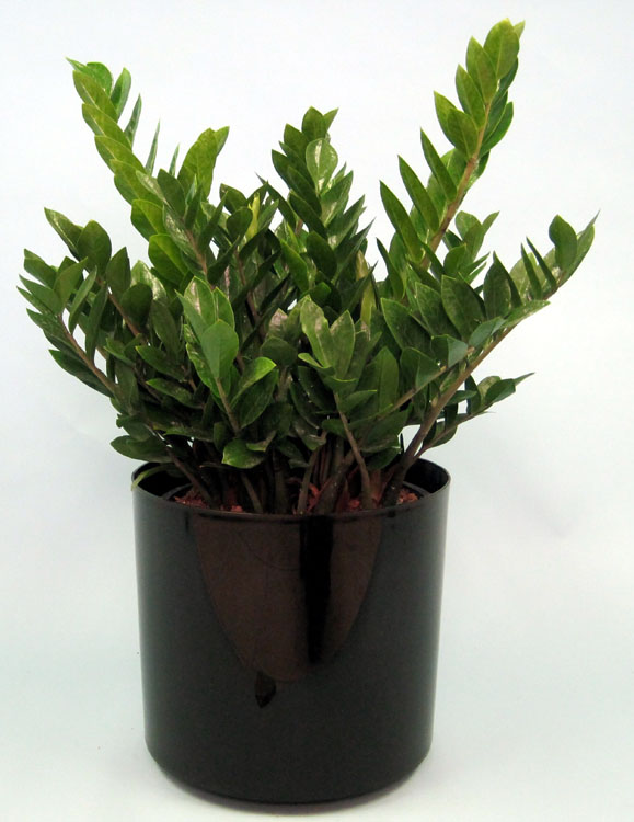 zamioculcas-zamiifolia-zz-plant-zanzibar-gem