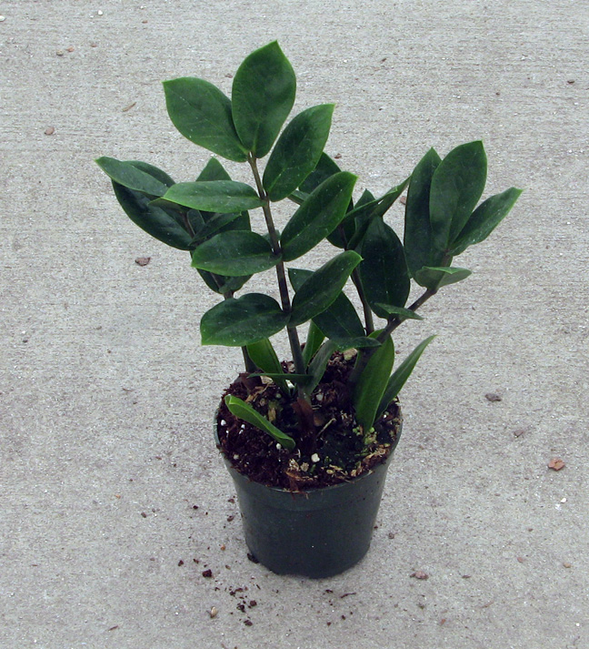 zamioculcas-zamiifolia-zz-plant-zanzibar-gem