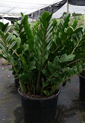 zamioculcas-zamiifolia-zz-plant-zanzibar-gem