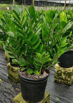 zamioculcas-zamiifolia-zz-plant-zanzibar-gem