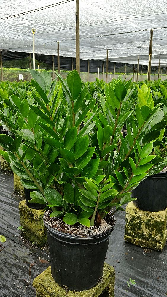 zamioculcas-zamiifolia-zz-plant-zanzibar-gem