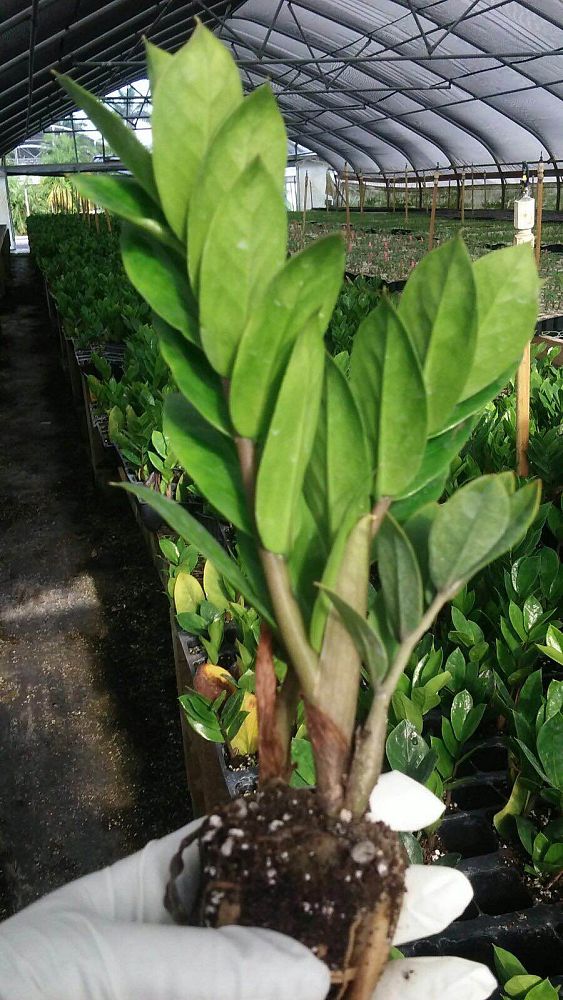 zamioculcas-zamiifolia-zz-plant-zanzibar-gem