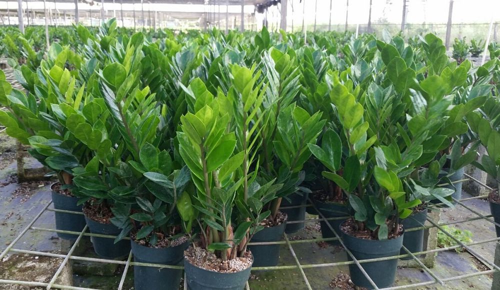 zamioculcas-zamiifolia-zz-plant-zanzibar-gem