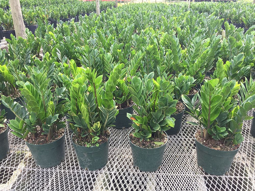 zamioculcas-zamiifolia-zz-plant-zanzibar-gem