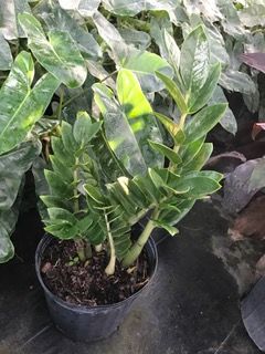 zamioculcas-zamiifolia-zz-plant-zanzibar-gem