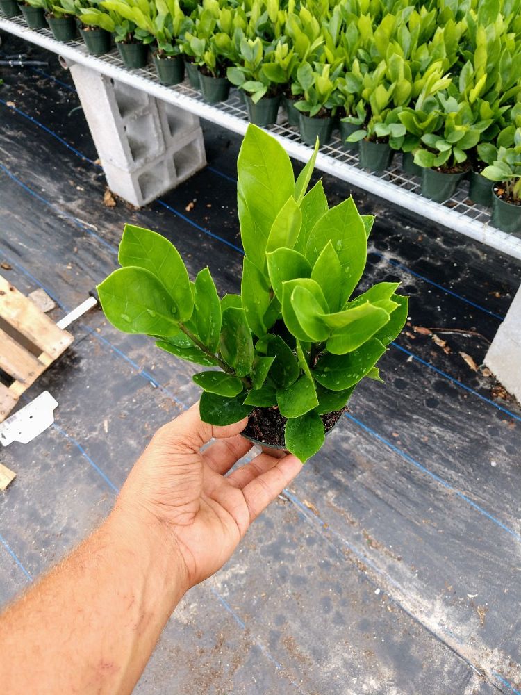 zamioculcas-zamiifolia-zz-plant-zanzibar-gem
