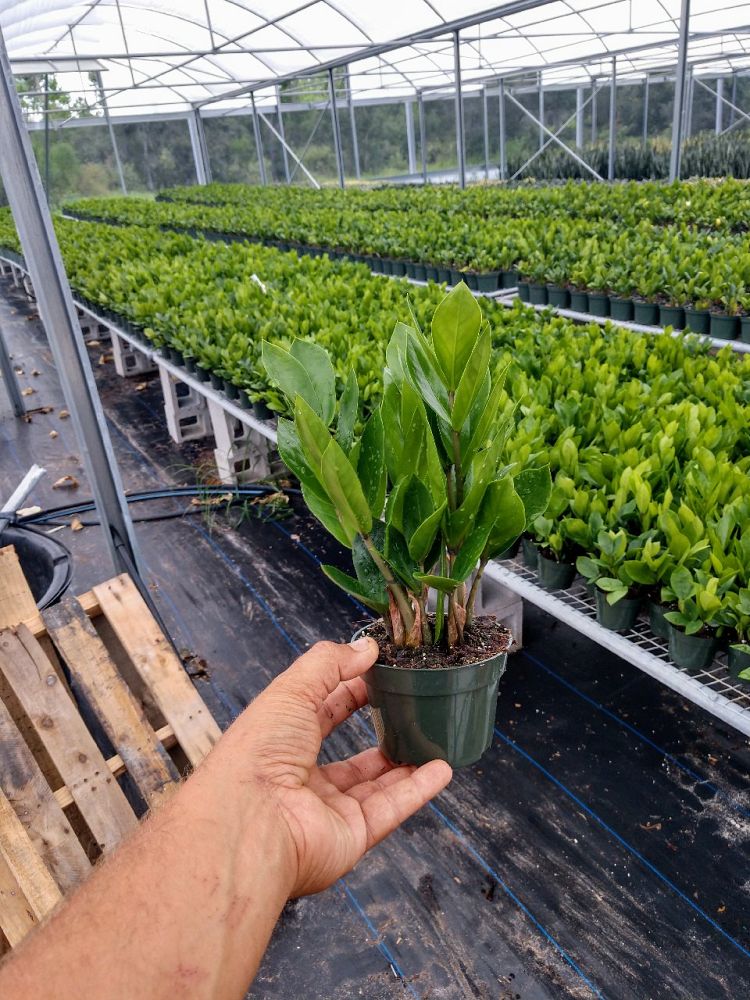 zamioculcas-zamiifolia-zz-plant-zanzibar-gem