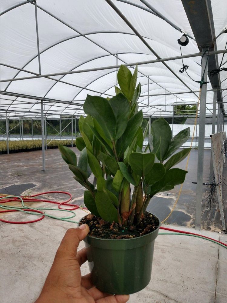 zamioculcas-zamiifolia-zz-plant-zanzibar-gem