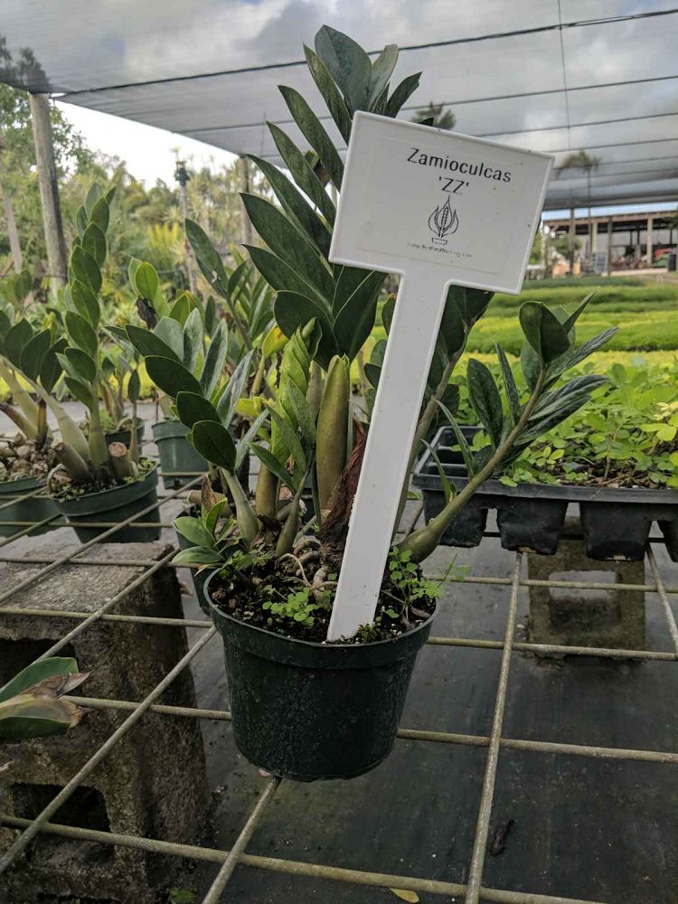 zamioculcas-zamiifolia-zz-plant-zanzibar-gem