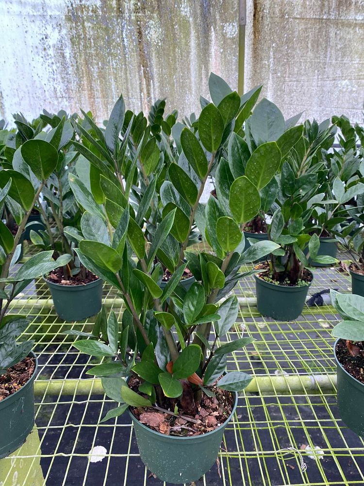 zamioculcas-zamiifolia-zz-plant-zanzibar-gem