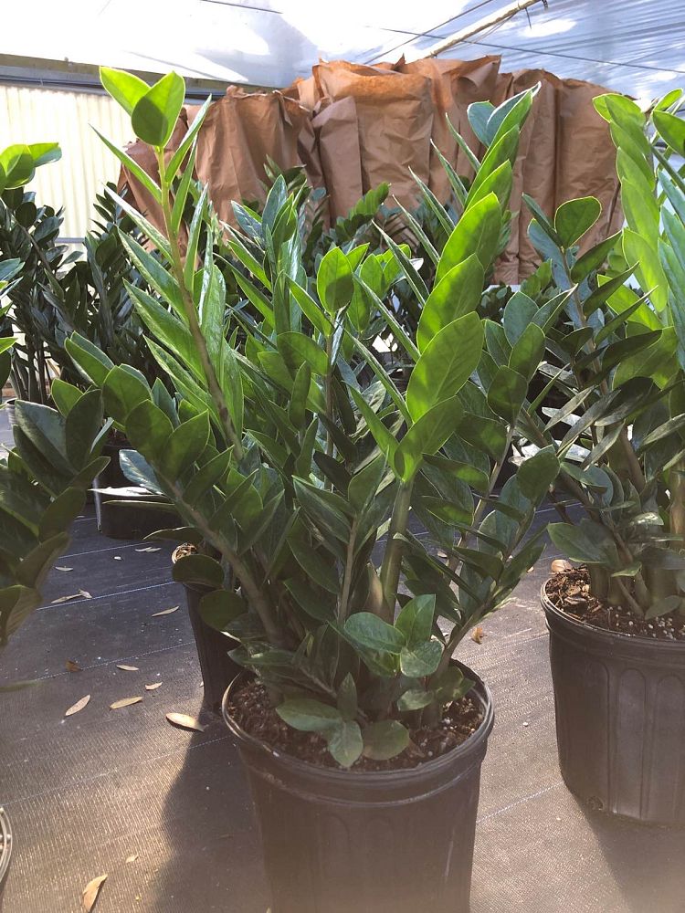 zamioculcas-zamiifolia-zz-plant-zanzibar-gem