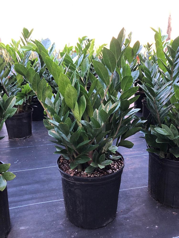 zamioculcas-zamiifolia-zz-plant-zanzibar-gem