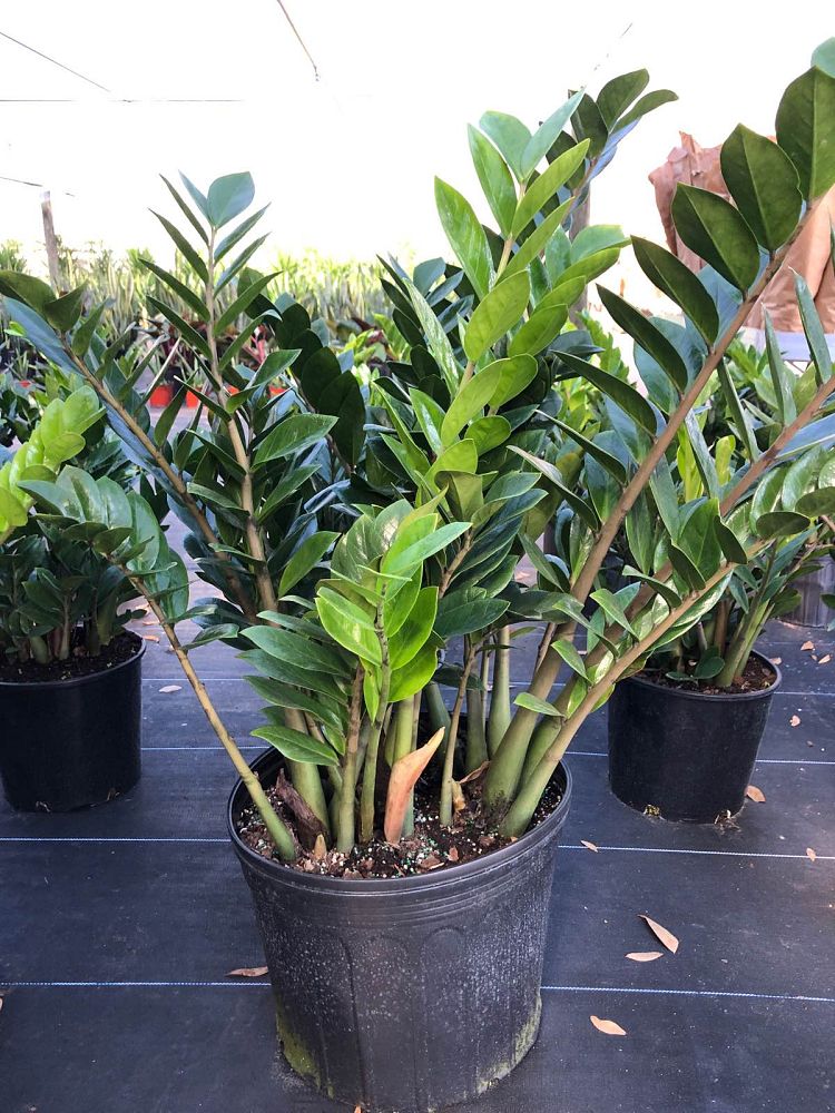 zamioculcas-zamiifolia-zz-plant-zanzibar-gem