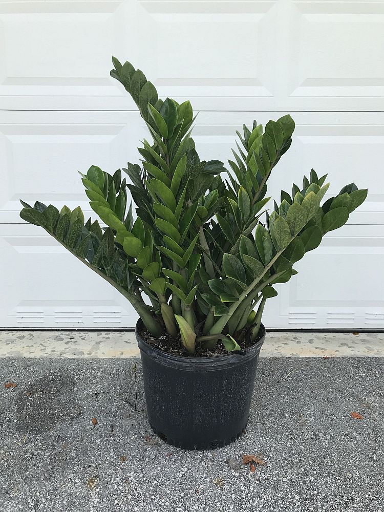 zamioculcas-zamiifolia-zz-plant-zanzibar-gem