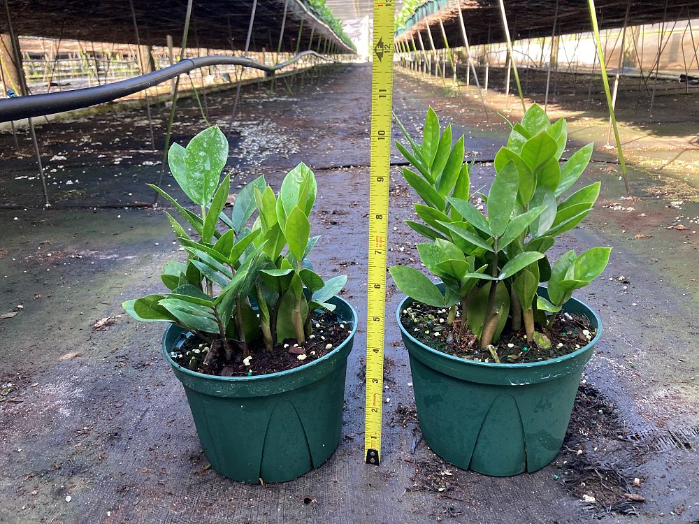 zamioculcas-zamiifolia-zz-plant-zanzibar-gem