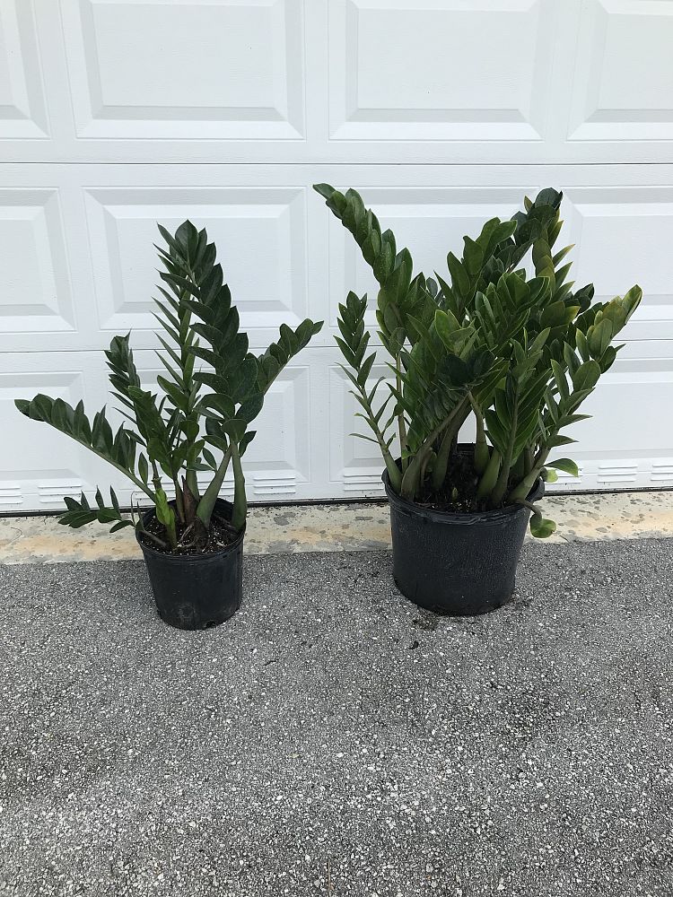 zamioculcas-zamiifolia-zz-plant-zanzibar-gem
