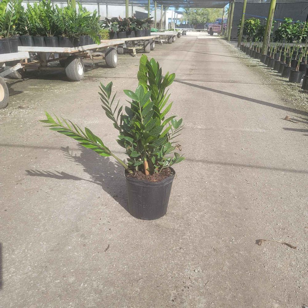 zamioculcas-zamiifolia-zz-plant-zanzibar-gem