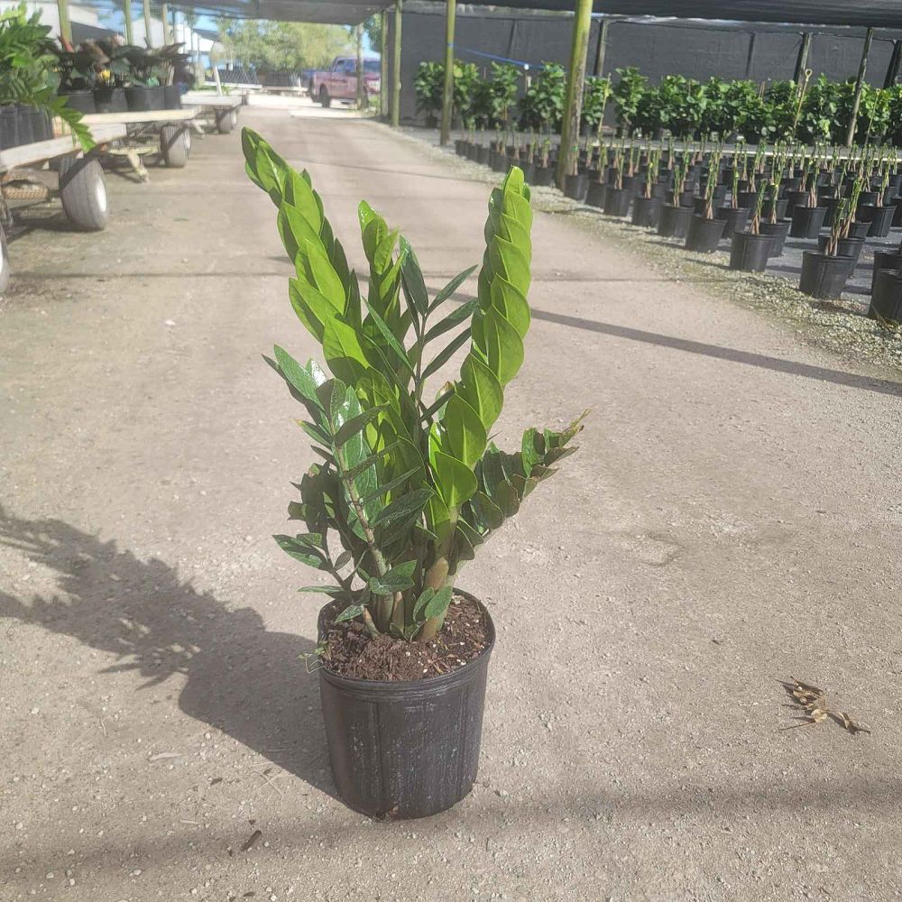 zamioculcas-zamiifolia-zz-plant-zanzibar-gem
