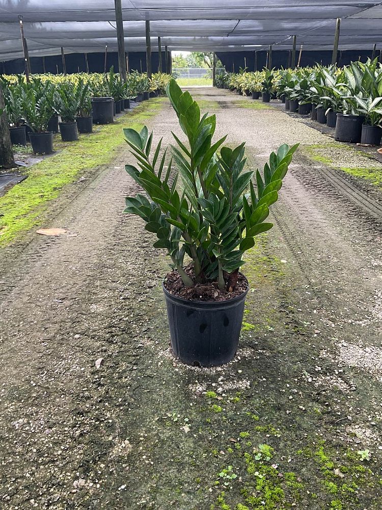 zamioculcas-zamiifolia-zz-plant-zanzibar-gem