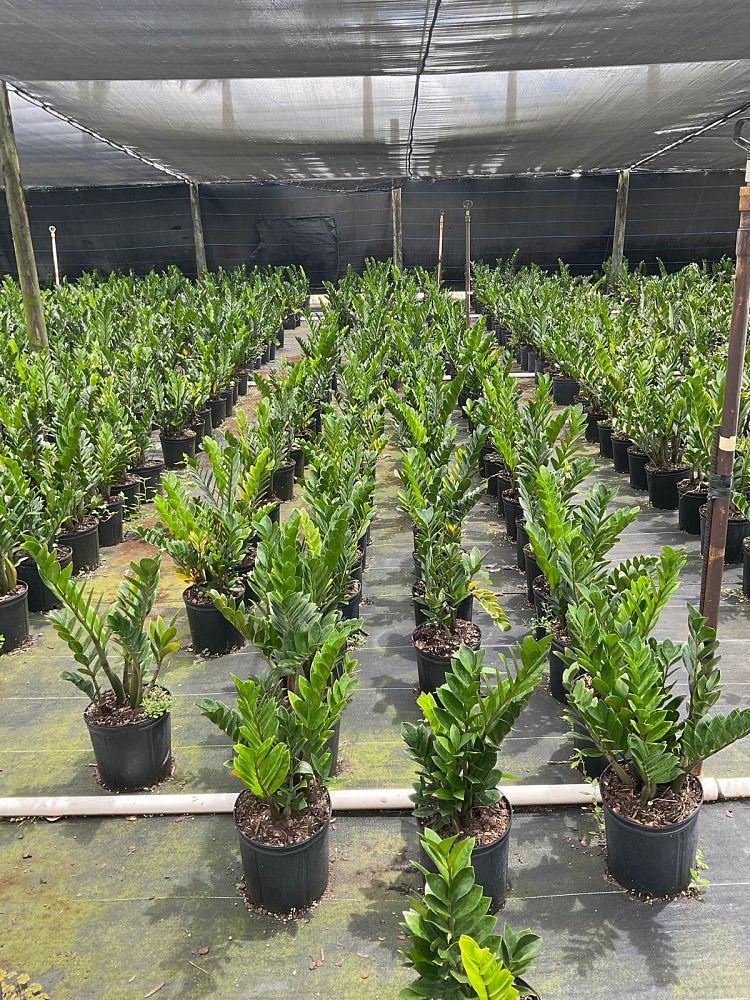zamioculcas-zamiifolia-zz-plant-zanzibar-gem