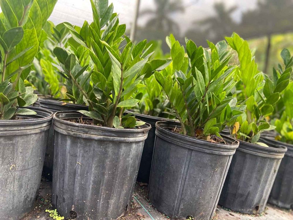 zamioculcas-zamiifolia-zz-plant-zanzibar-gem