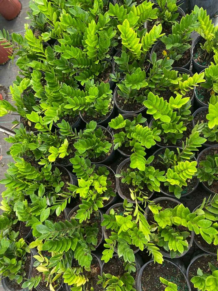 zamioculcas-zamiifolia-zz-plant-zanzibar-gem