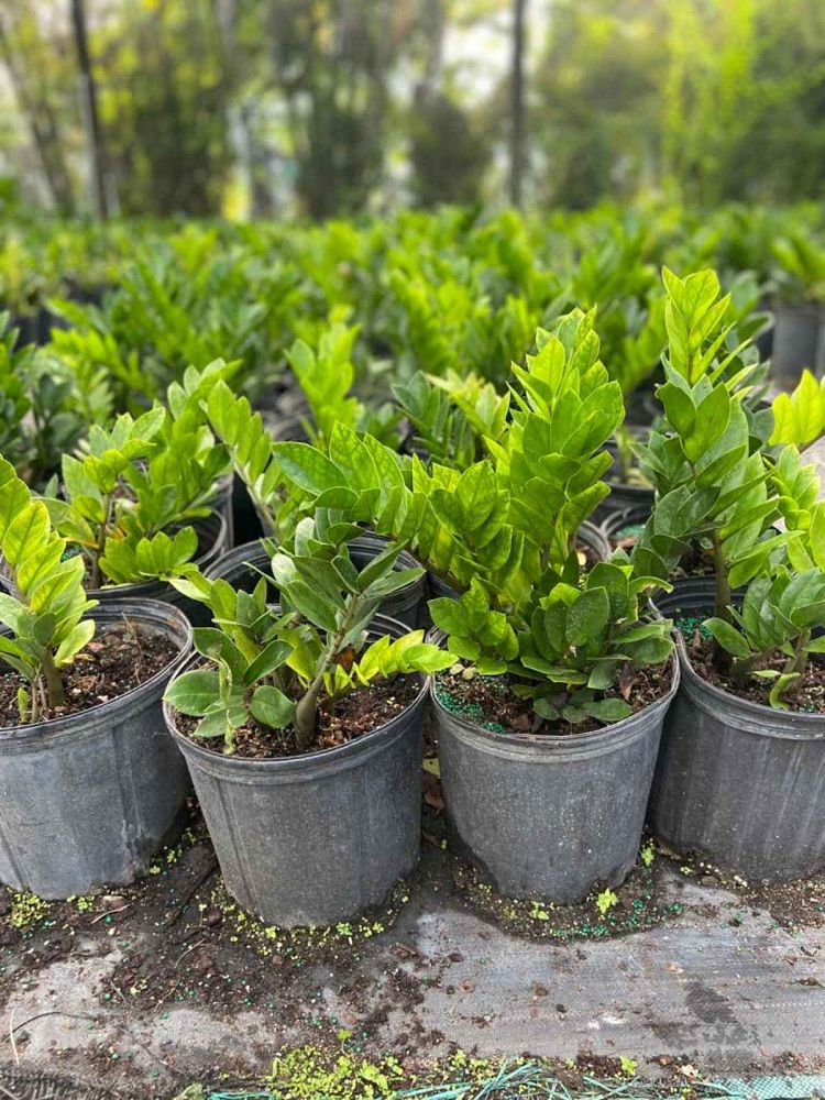zamioculcas-zamiifolia-zz-plant-zanzibar-gem