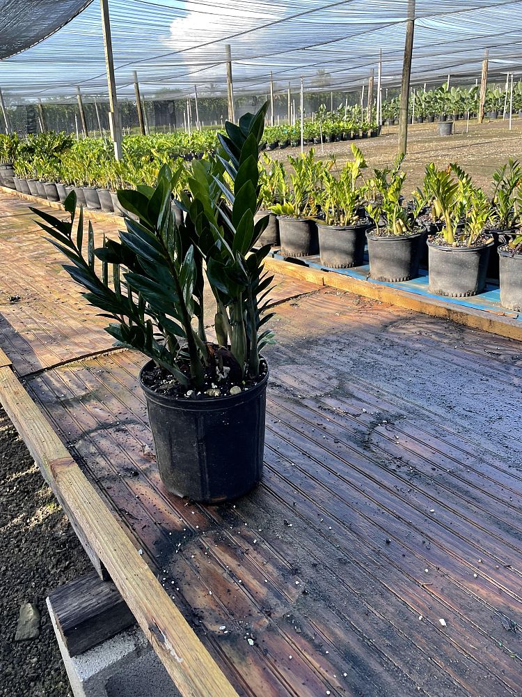 zamioculcas-zamiifolia-zz-plant-zanzibar-gem