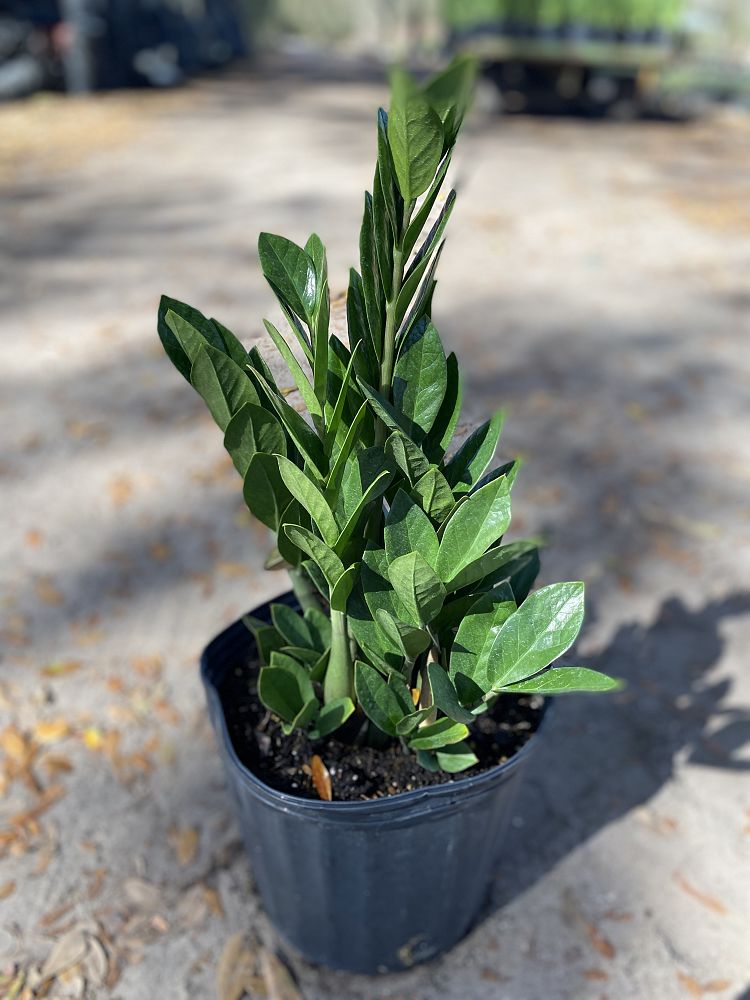 zamioculcas-zamiifolia-zz-plant-zanzibar-gem