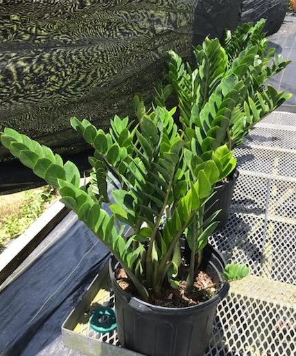 zamioculcas-zamiifolia-zz-plant-zanzibar-gem