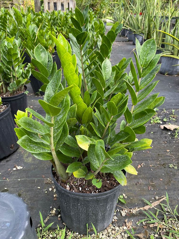 zamioculcas-zamiifolia-zz-plant-zanzibar-gem