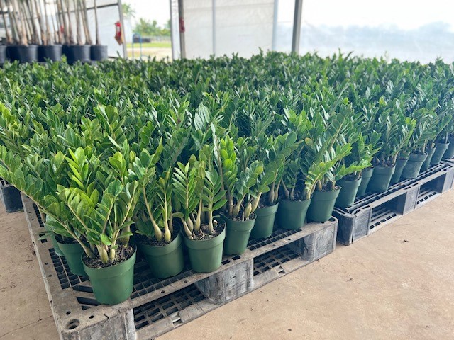 zamioculcas-zamiifolia-zz-plant-zanzibar-gem