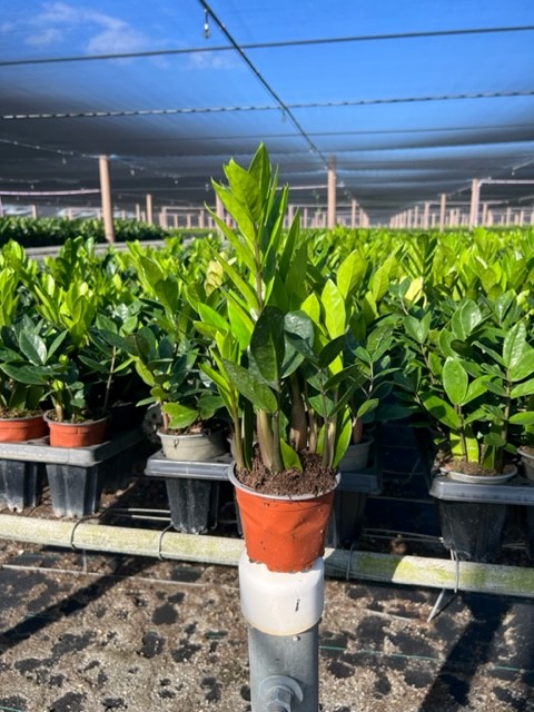 zamioculcas-zamiifolia-zz-plant-zanzibar-gem
