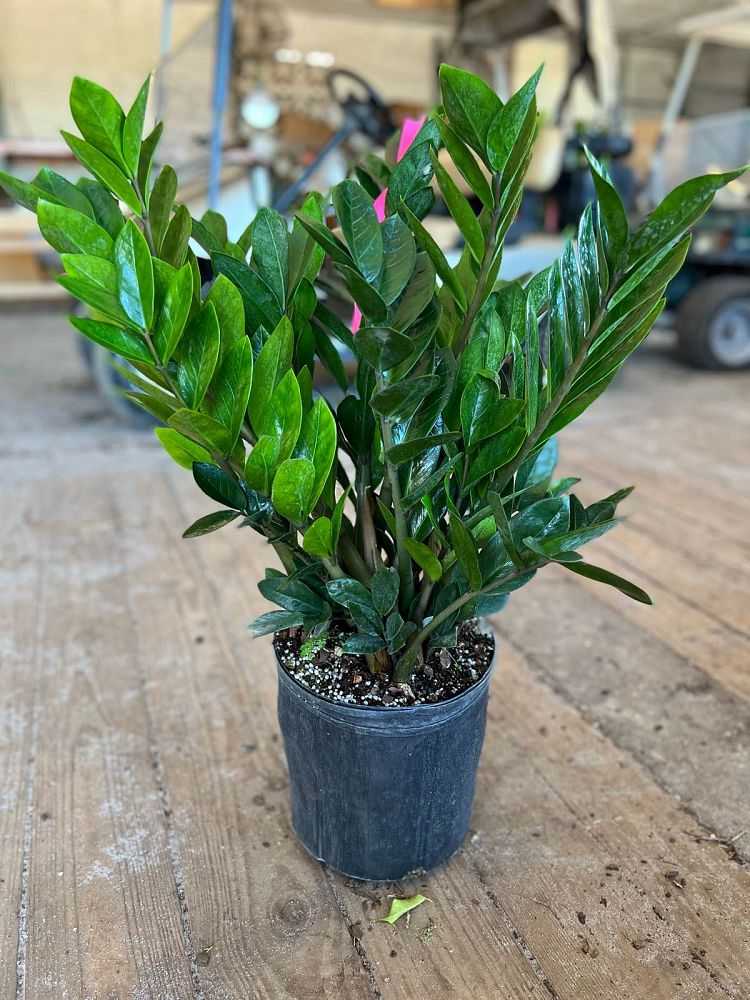 zamioculcas-zamiifolia-zz-plant-zanzibar-gem