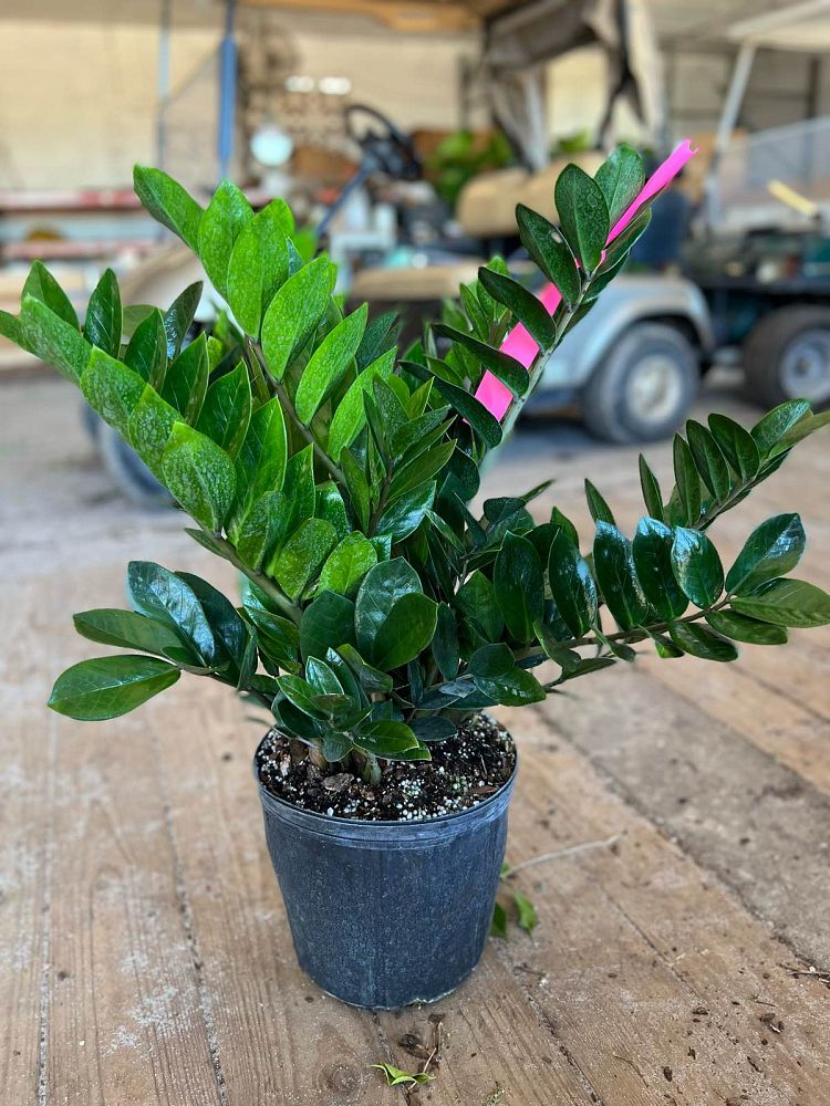 zamioculcas-zamiifolia-zz-plant-zanzibar-gem