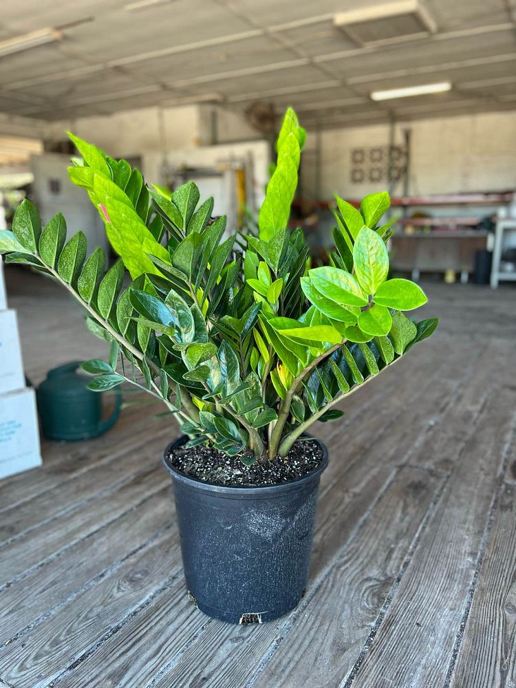 zamioculcas-zamiifolia-zz-plant-zanzibar-gem