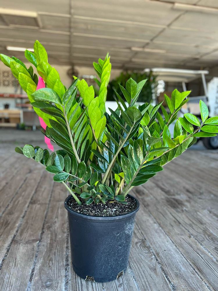zamioculcas-zamiifolia-zz-plant-zanzibar-gem