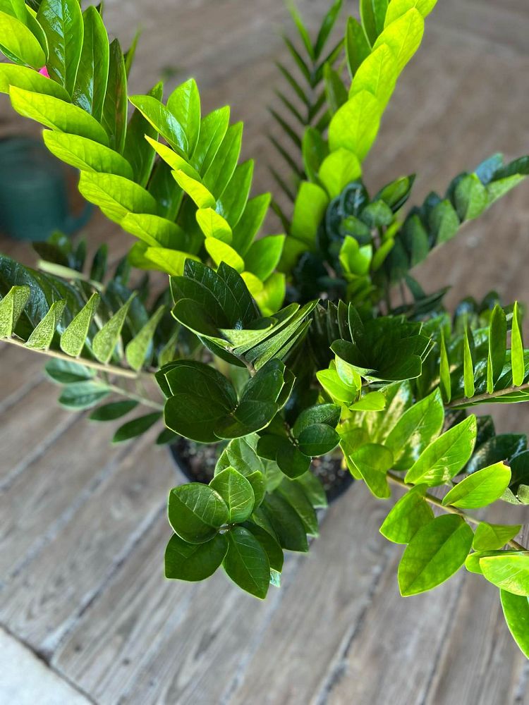 zamioculcas-zamiifolia-zz-plant-zanzibar-gem