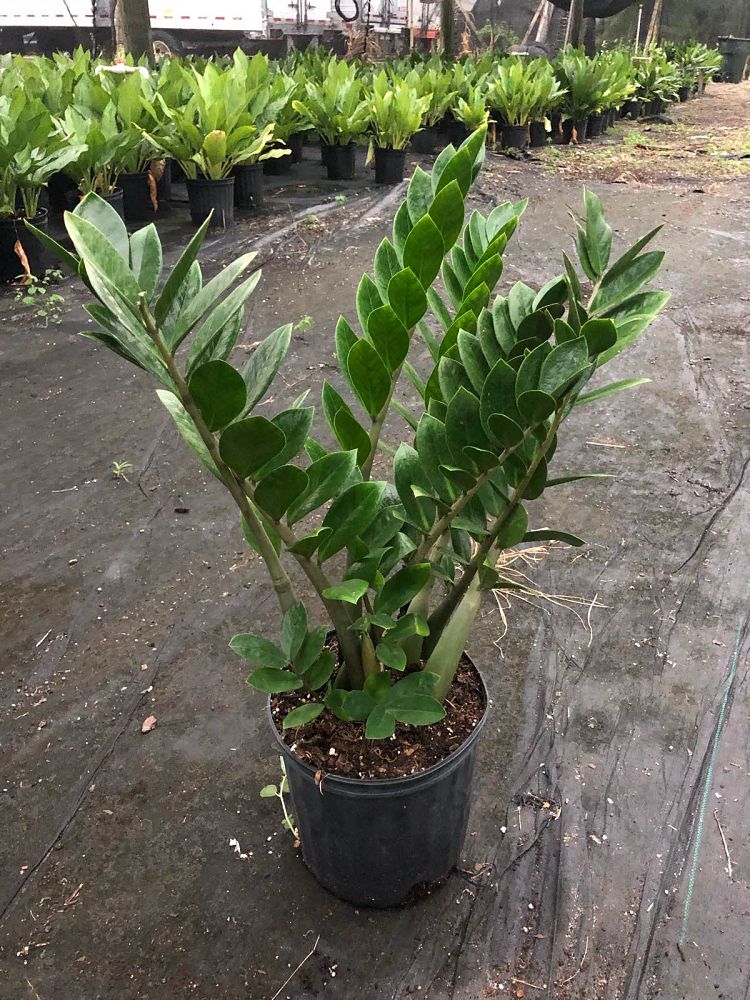 zamioculcas-zamiifolia-zz-plant-zanzibar-gem