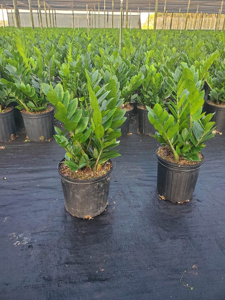 zamioculcas-zamiifolia-zz-plant-zanzibar-gem