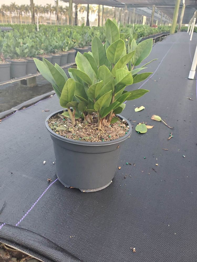 zamioculcas-zamiifolia-zz-plant-zanzibar-gem