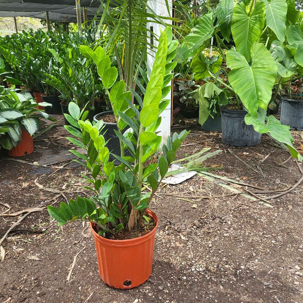 zamioculcas-zamiifolia-zz-plant-zanzibar-gem