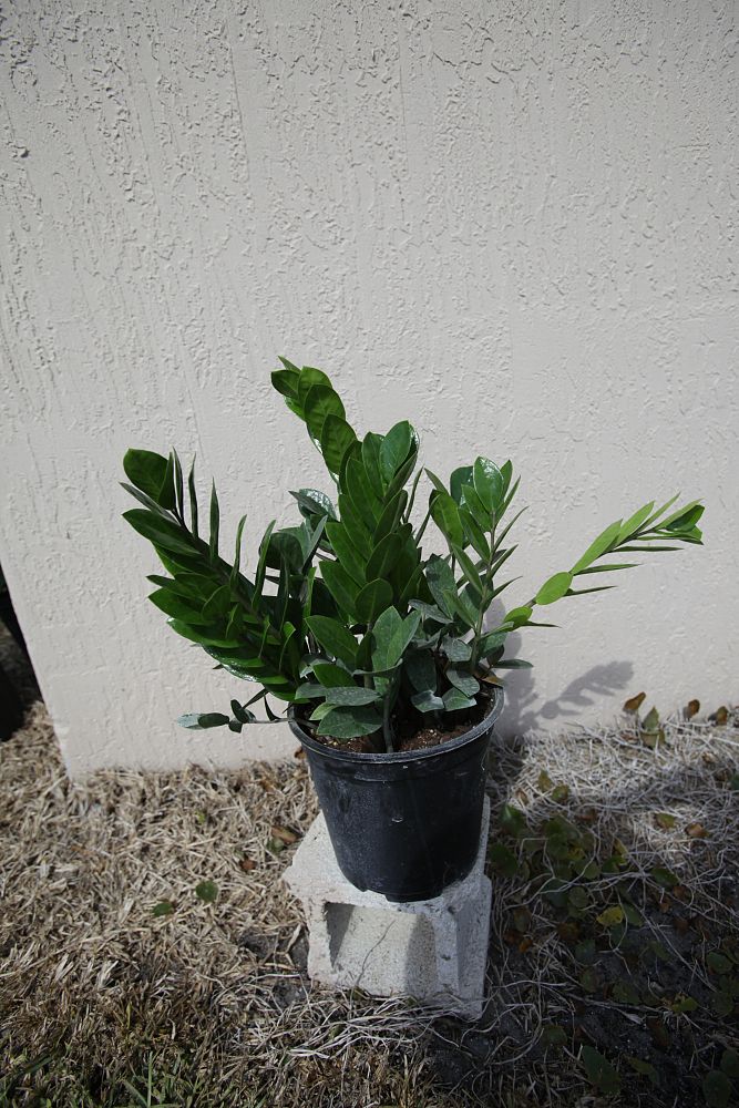 zamioculcas-zamiifolia-zz-plant-zanzibar-gem