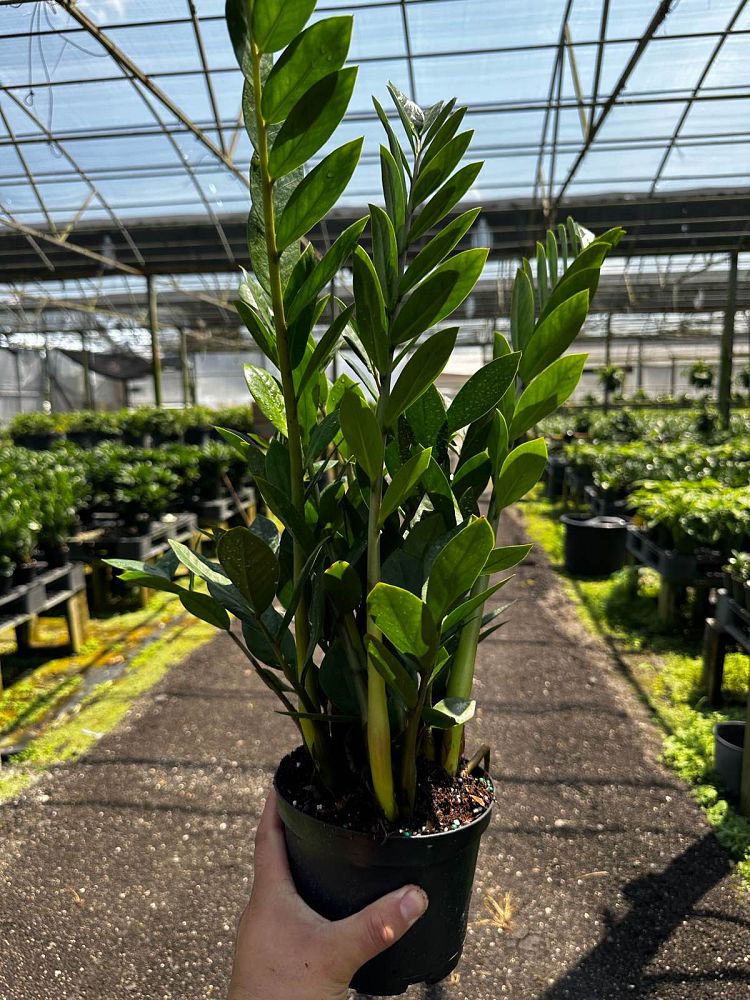 zamioculcas-zamiifolia-zz-plant-zanzibar-gem